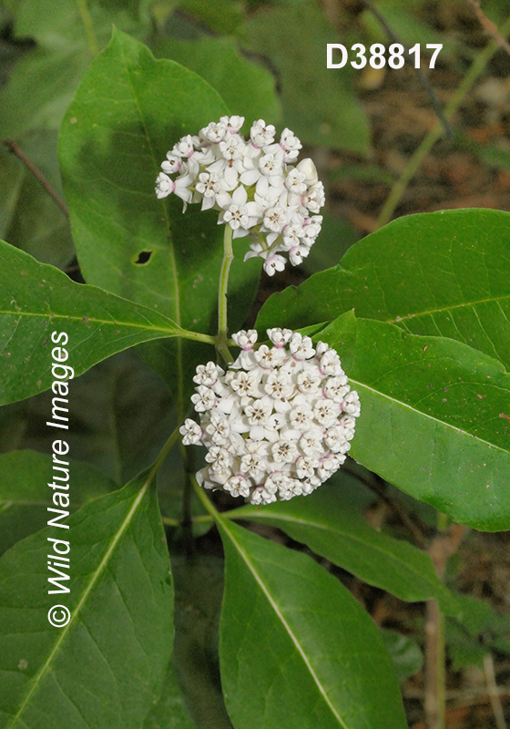 Asclepias variegata White Milkweed